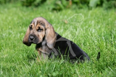 Bloodhound