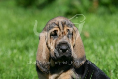 Bloodhound