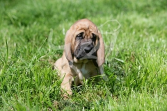 Bloodhound