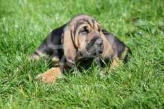 Bloodhound