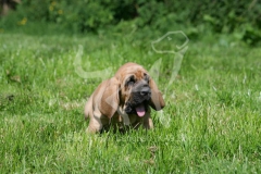 Bloodhound