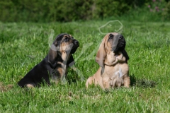 Bloodhound