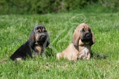 Bloodhound