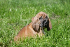 Bloodhound