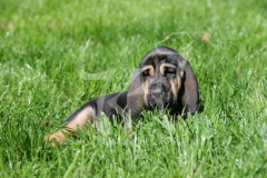 Bloodhound