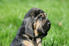 Bloodhound