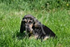 Bloodhound