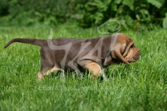 Bloodhound