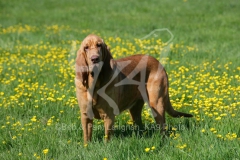 Bloodhound