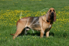 Bloodhound