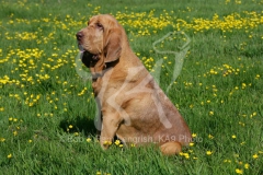 Bloodhound