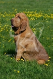 Bloodhound