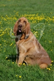 Bloodhound