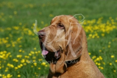 Bloodhound