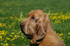 Bloodhound