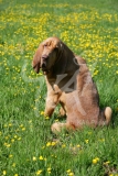 Bloodhound