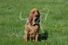 Bloodhound