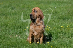 Bloodhound