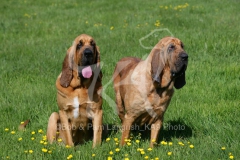 Bloodhound