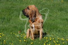 Bloodhound