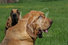 Bloodhound