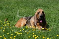 Bloodhound