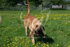 Bloodhound