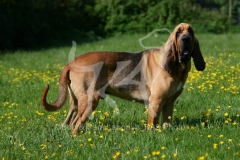 Bloodhound