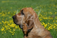 Bloodhound