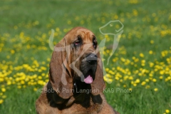 Bloodhound