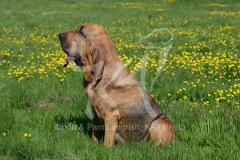 Bloodhound