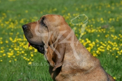 Bloodhound