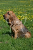 Bloodhound