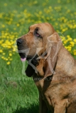 Bloodhound