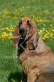 Bloodhound