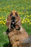 Bloodhound