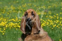 Bloodhound