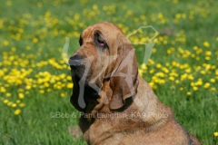 Bloodhound