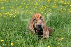 Bloodhound