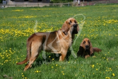 Bloodhound