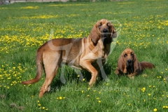 Bloodhound