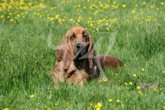 Bloodhound