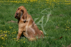 Bloodhound