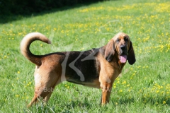 Bloodhound