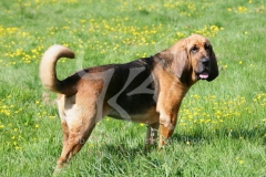 Bloodhound