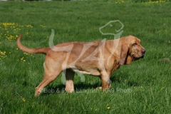 Bloodhound