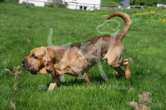 Bloodhound