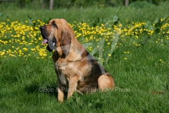 Bloodhound