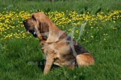 Bloodhound