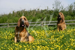 Bloodhound